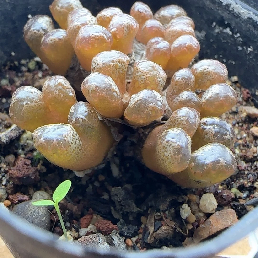 清理大棚大甩卖43235