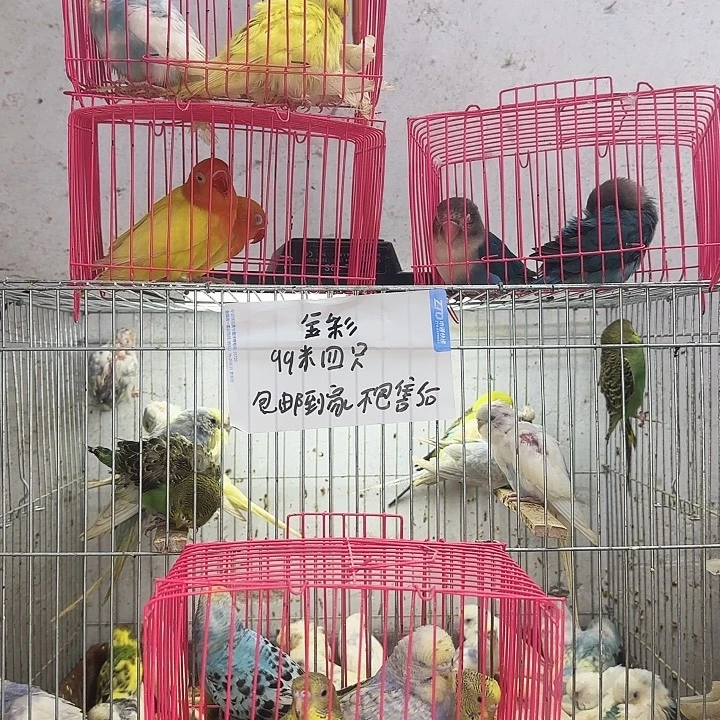 虎皮鹦鹉一物一拍