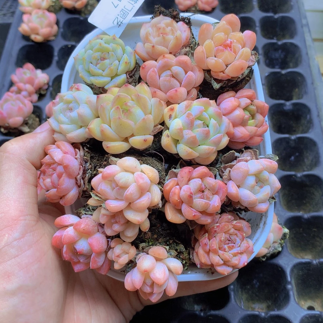 我要去看你了啊我017