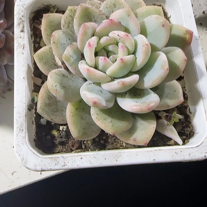 青蛙王子儿童牙膏11