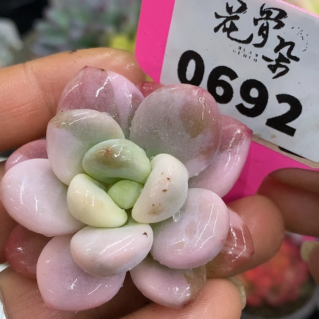 692富轮带拉丝侧牙高高挂起