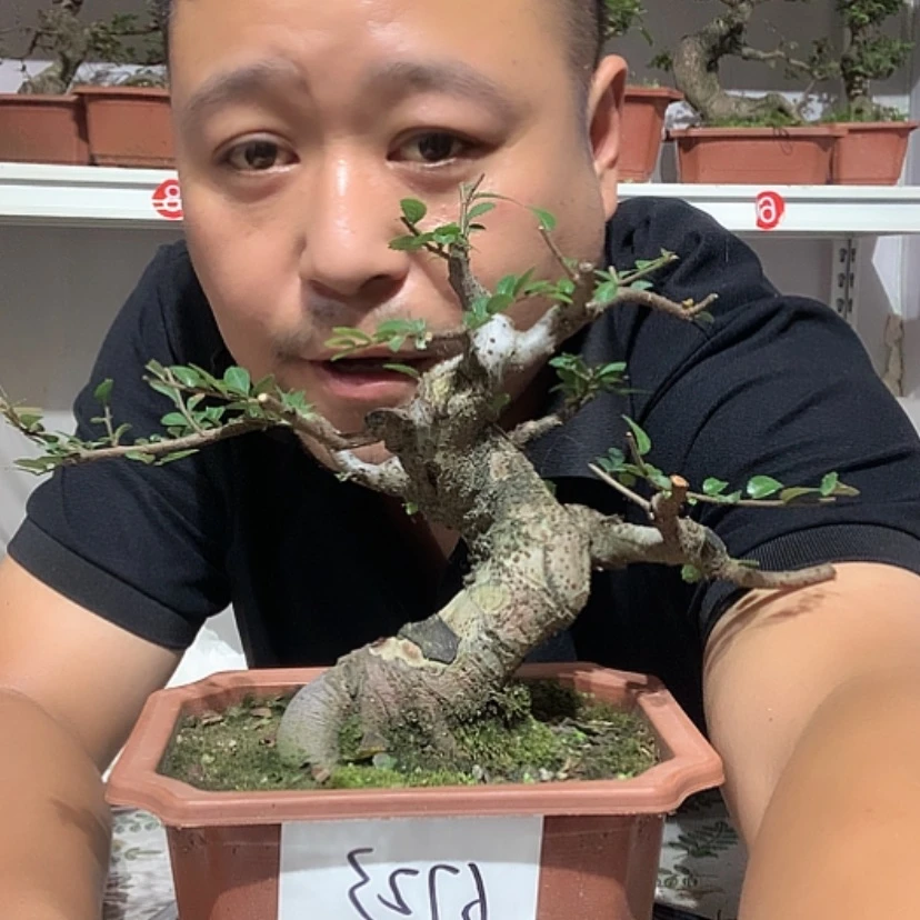 【闪购商品】无花朵