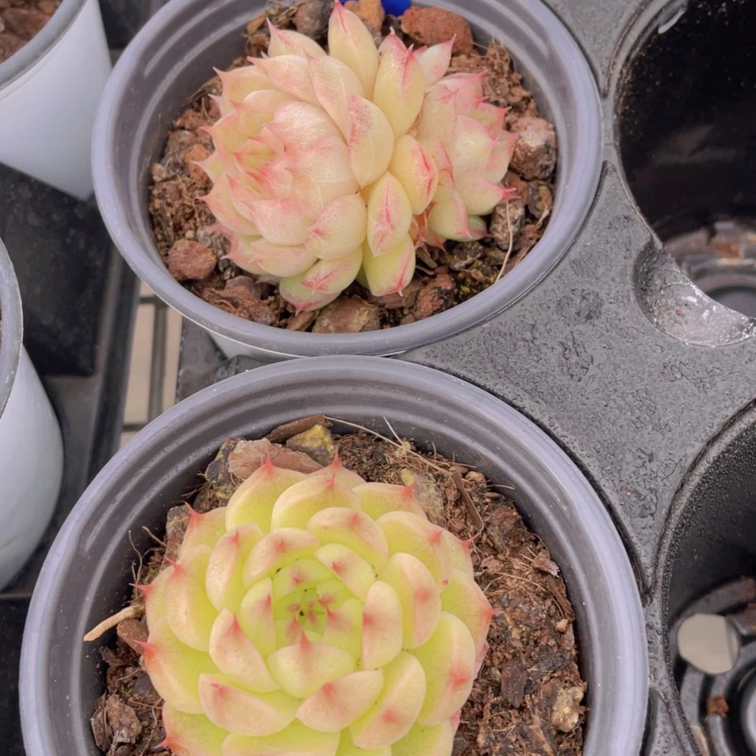 1056号 精品麦秆两个