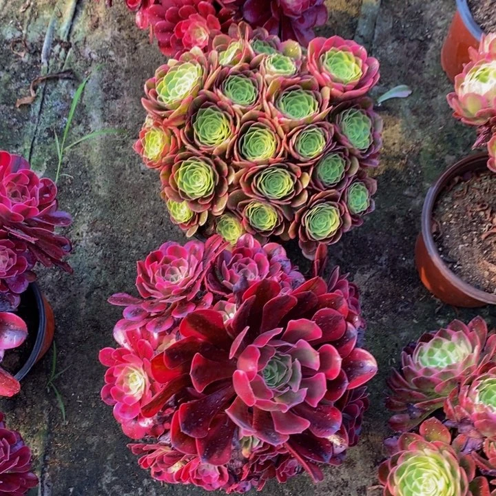 万圣节奶白加美杜莎一组多肉植物