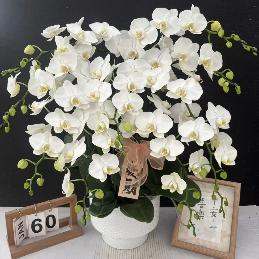 （台湾阿玛）白色系蝴蝶兰花卉鲜花唯美高级盆栽观花花卉