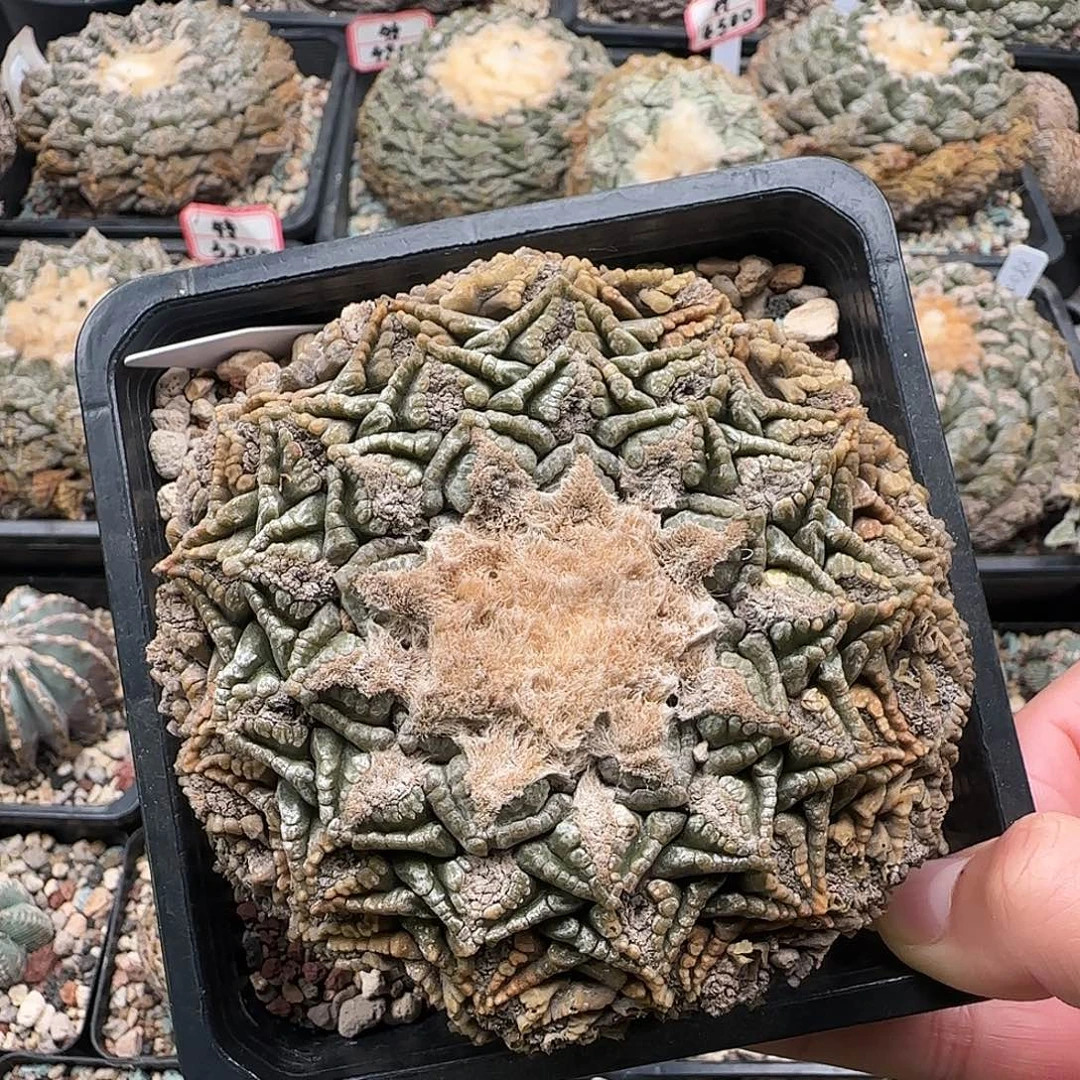 龟甲牡丹1111111111111