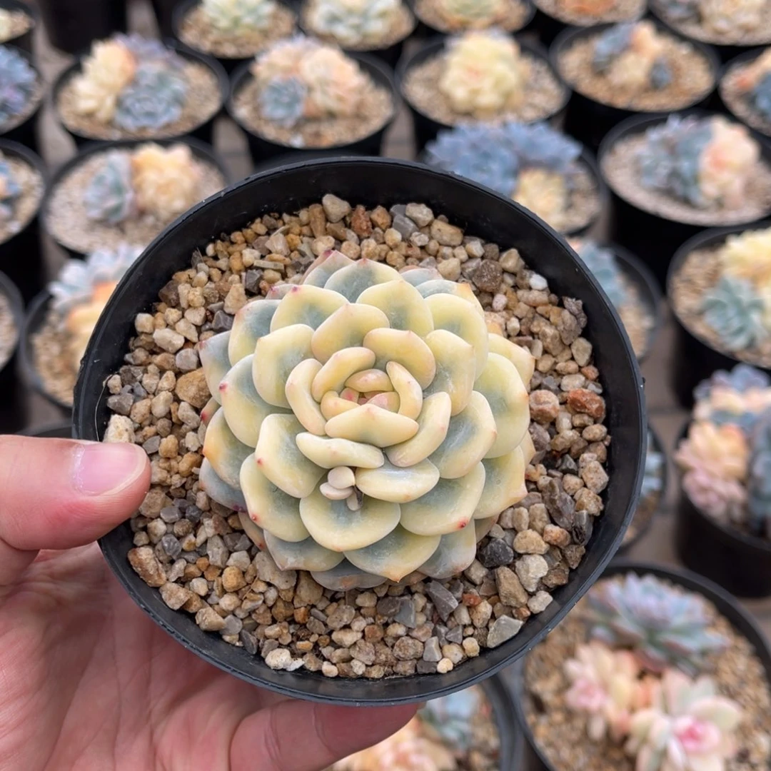 橙子宽边锦一物一拍