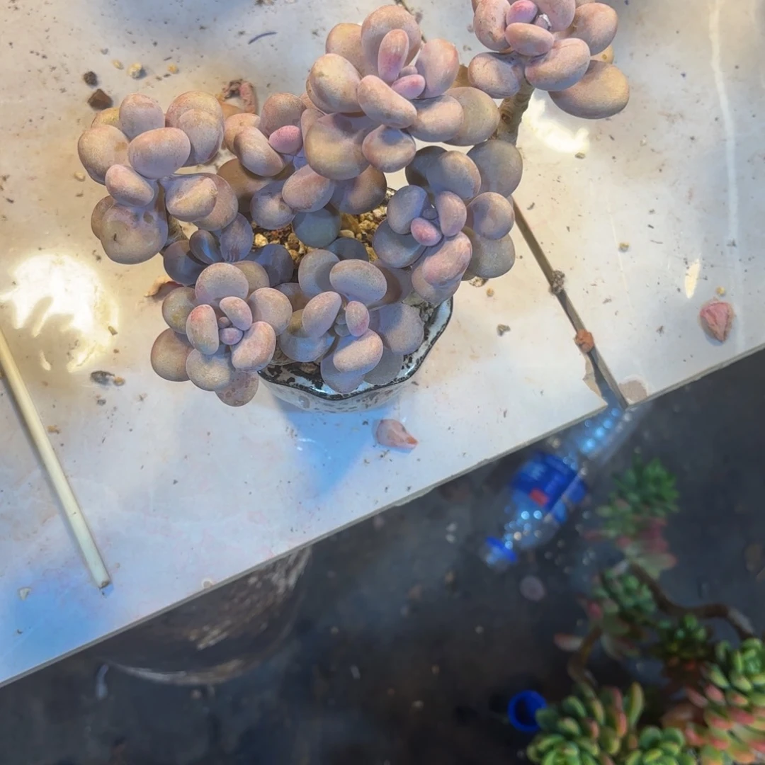 【****咚77号老庄多肉植物