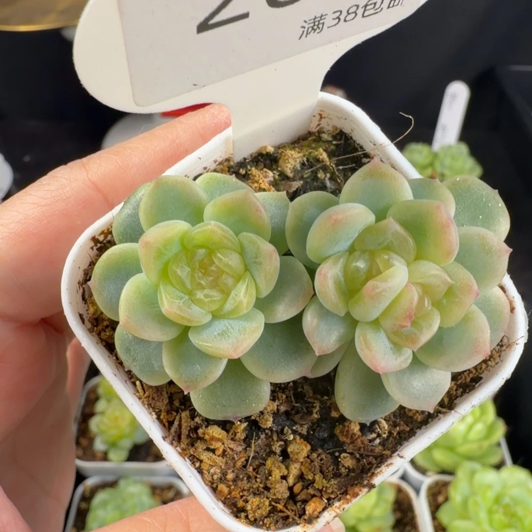 无尽灯三头群263号