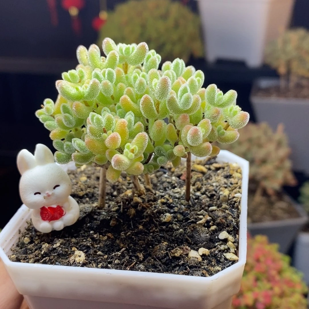 452号优选冰晶枝干多肉