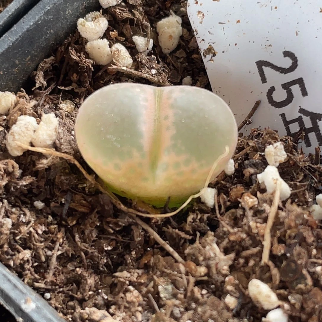 6-80肉锥c10多肉植物