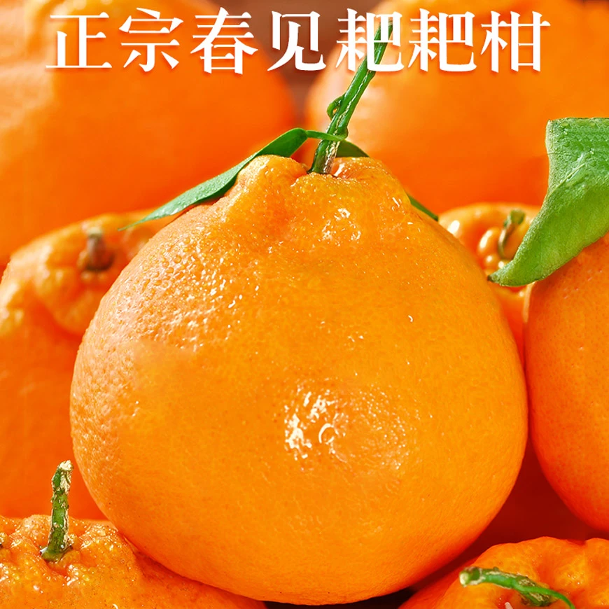 四川眉山市春见耙耙柑精选大果五斤装四川省