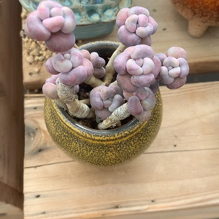 楼梯口mouth魔龙WWI提臀推磨