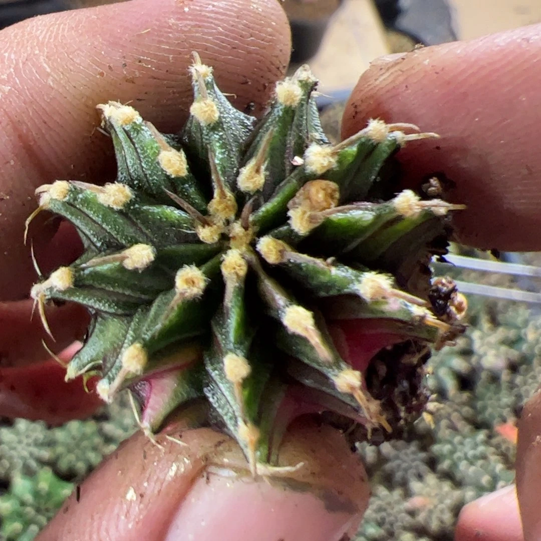 当前无花栽培后可以开花918