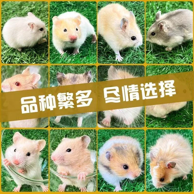 仓鼠宠物活体【长毛】金丝熊米熊虎纹眼圈奶牛