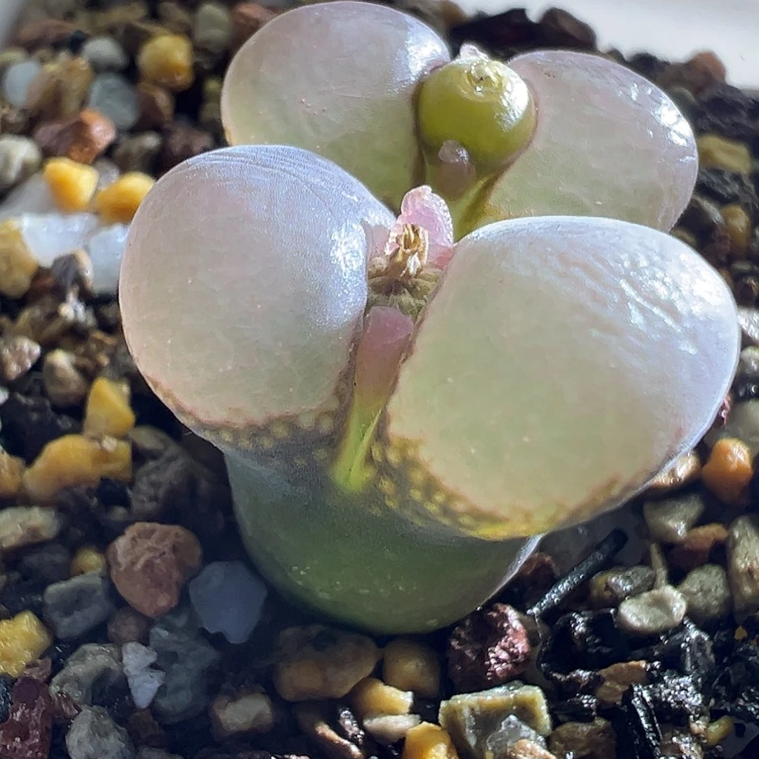 340#。  粉透窗。