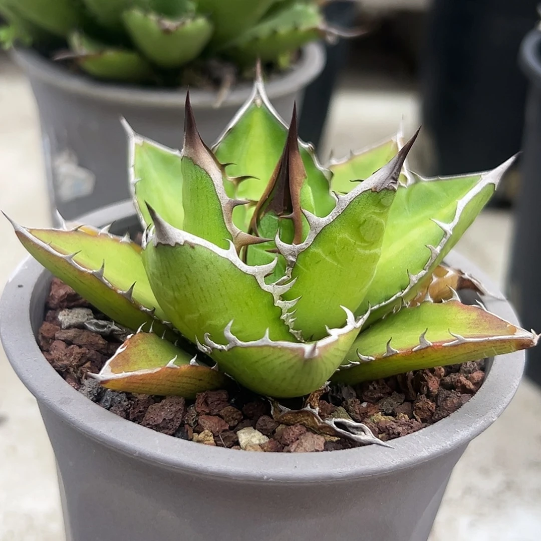 万代严龙一物一拍偏远不包邮不退不换