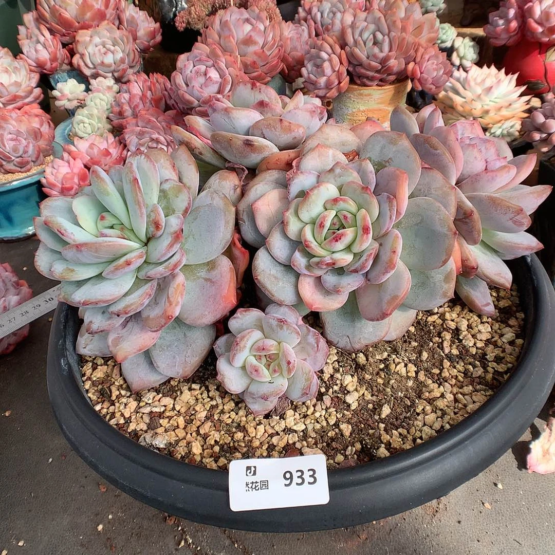 ~***发933蒙克石化多肉植物666