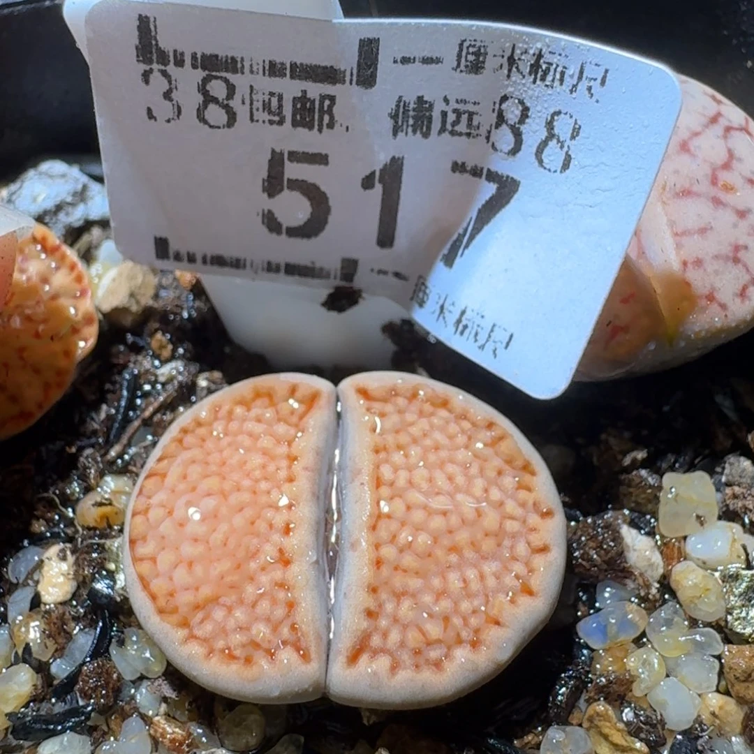 Sss生石花清货价517