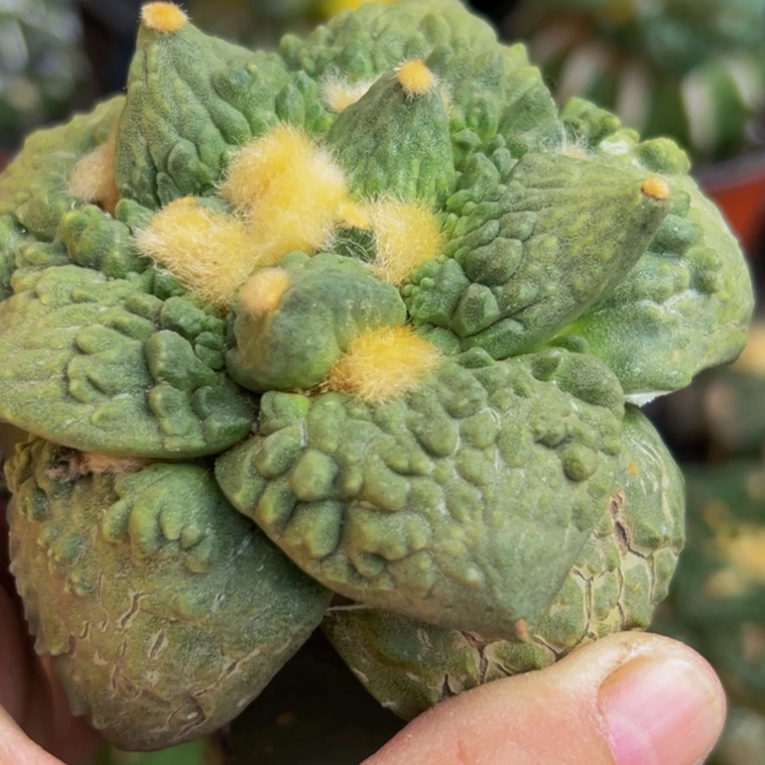 梦***家无花朵怒涛牡丹086