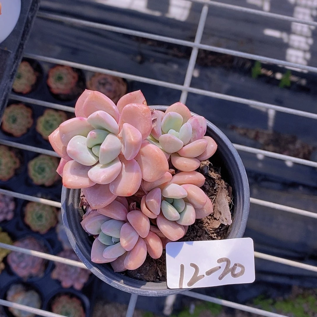 12-20 花斑鹿一物一拍