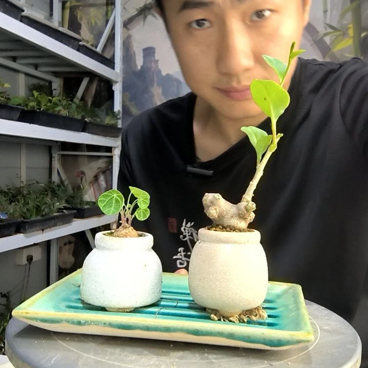 徐****呢中青园艺一物一拍31