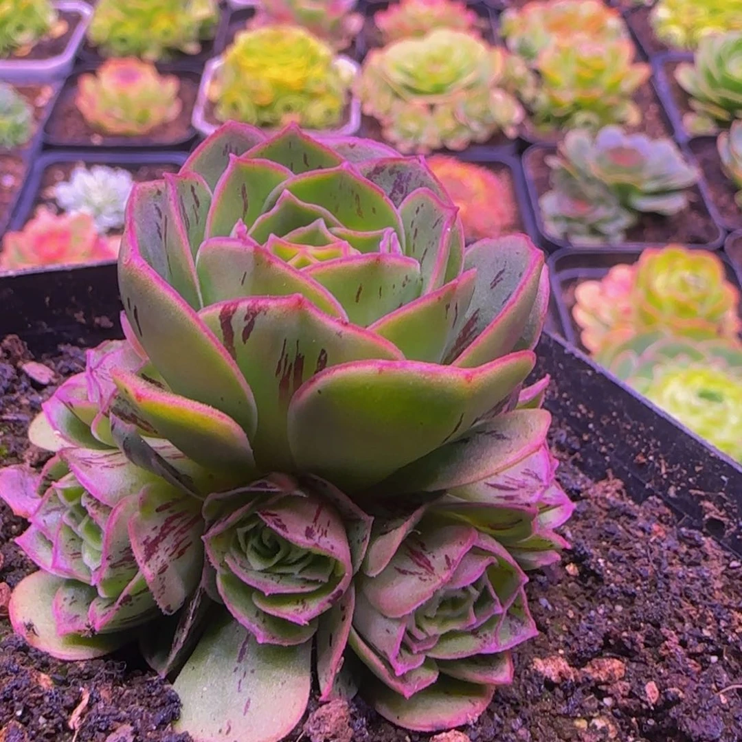 孤品捧花1113434646535353