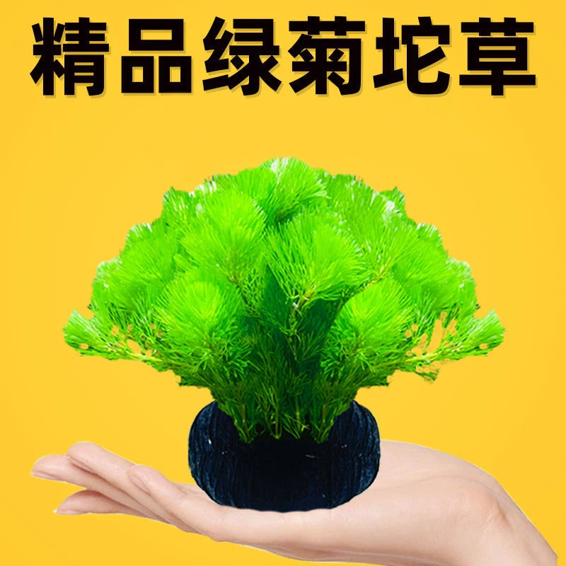 绿菊水草绿菊坨草鱼缸造景懒人水草耐寒增氧净化水质水下叶植物