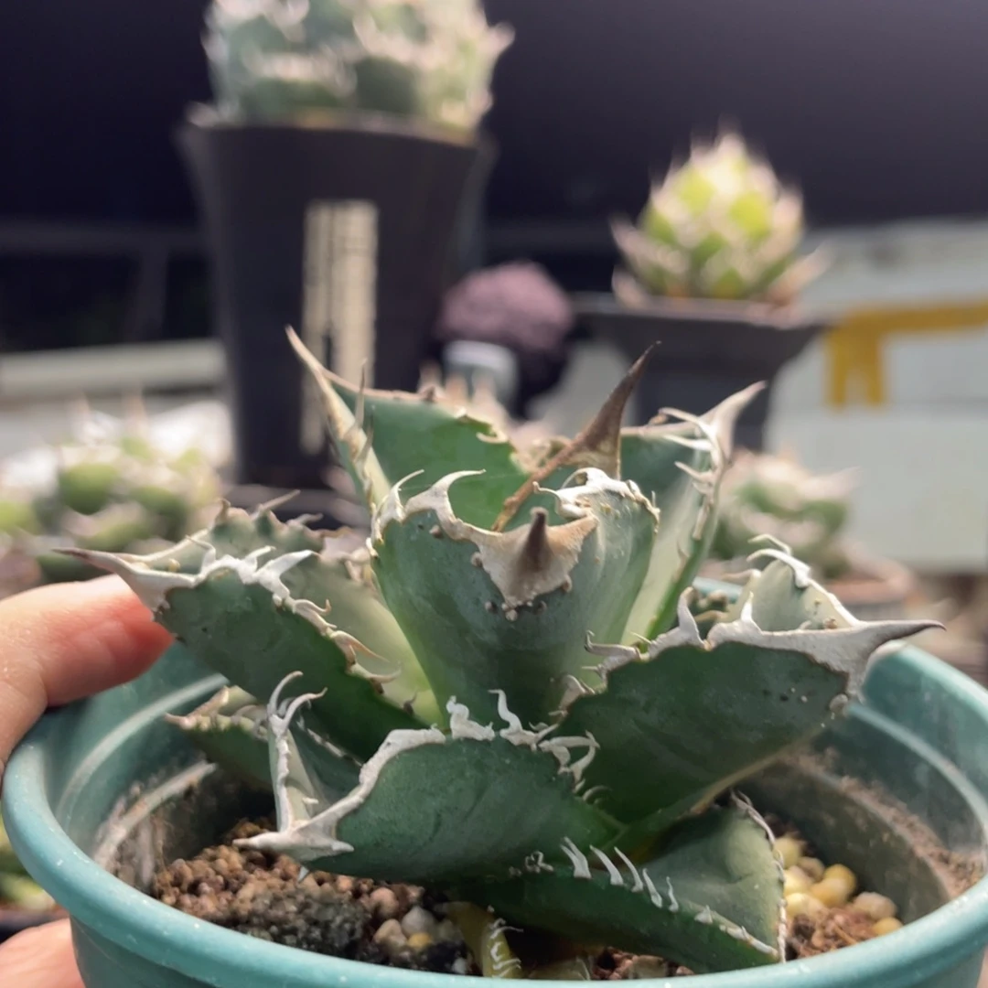 星空背刺8888888888888