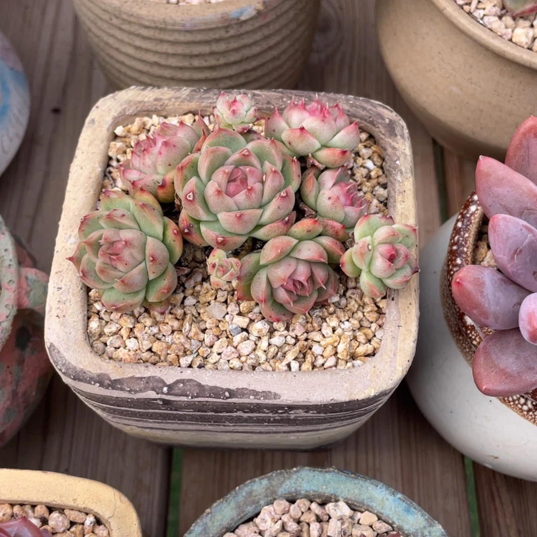 豆总多肉麦秆群生