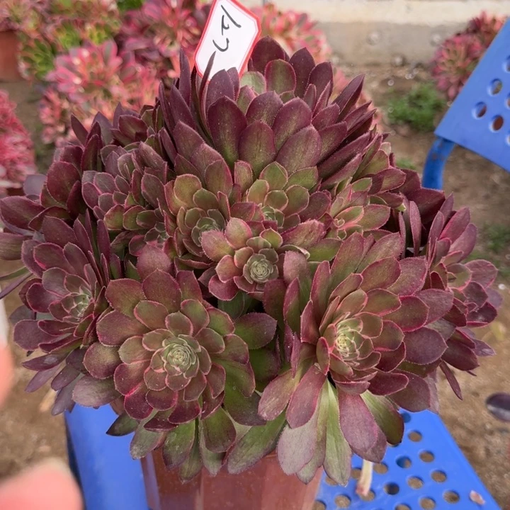 花好月又圆0420-127