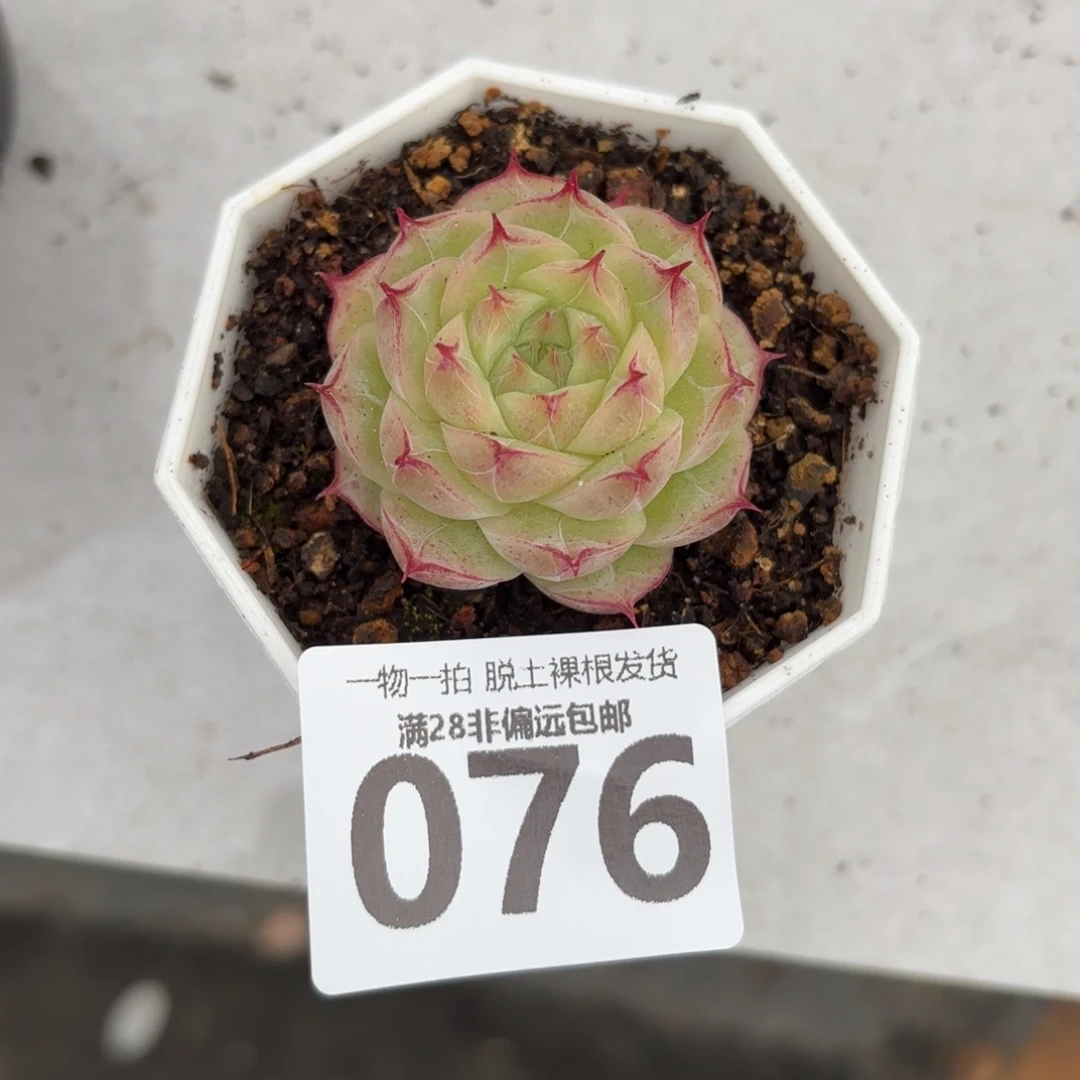 莲华单头无盆土发货