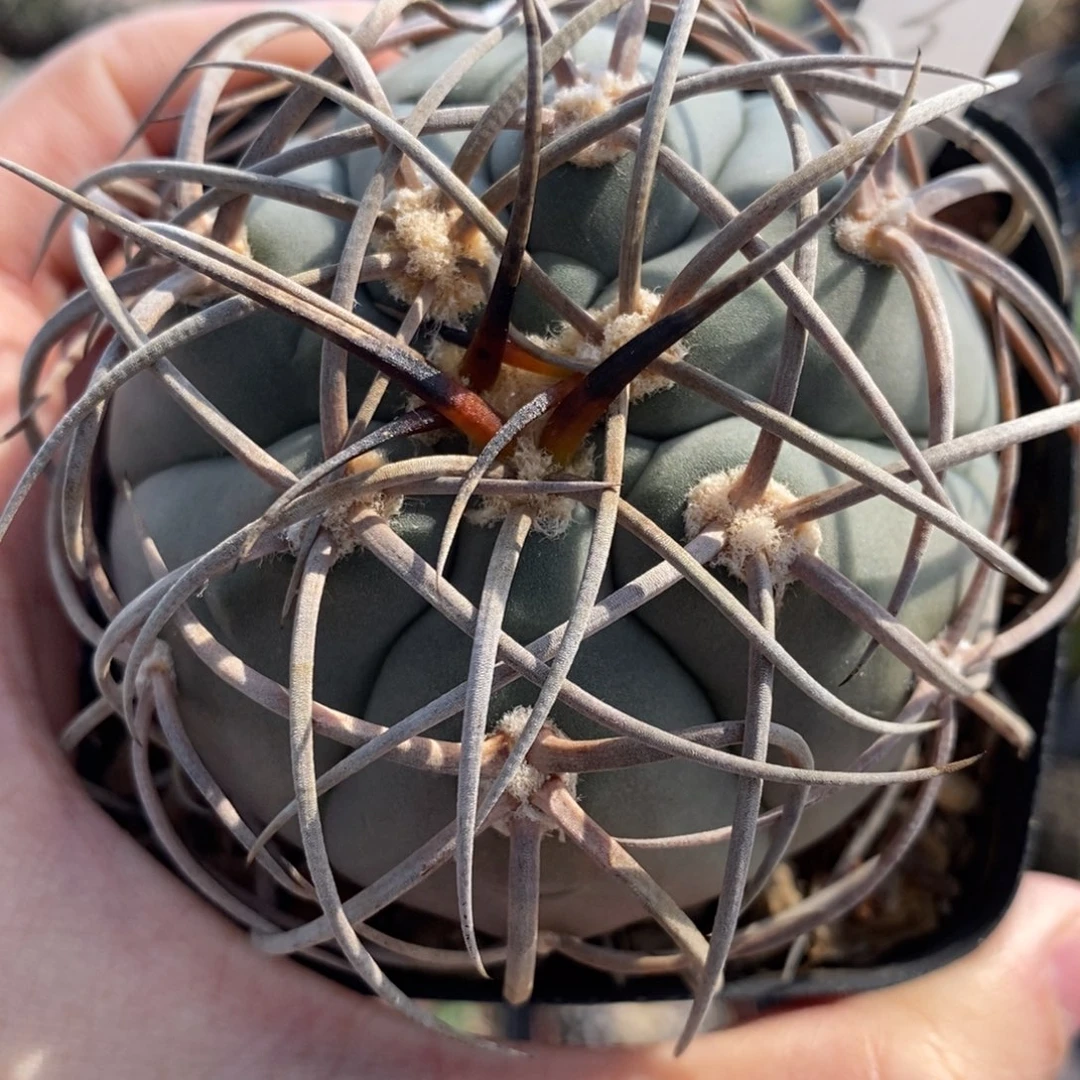 3豪刺天平植播园艺