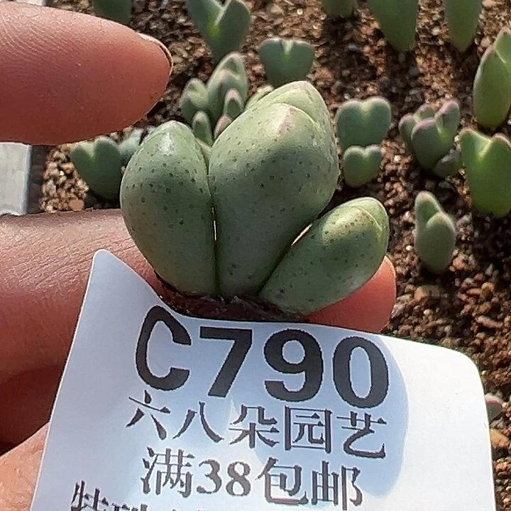 老***米790号少将1111111111