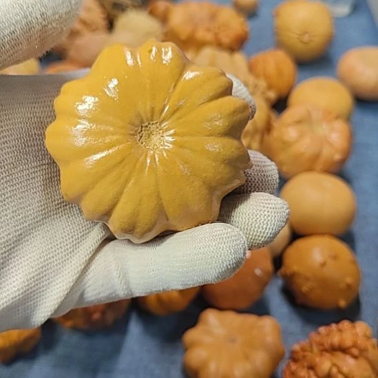 @***缘葫芦墨西哥七彩疙瘩葫芦