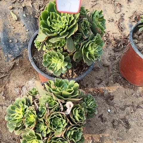 多肉植物辛尼亚608