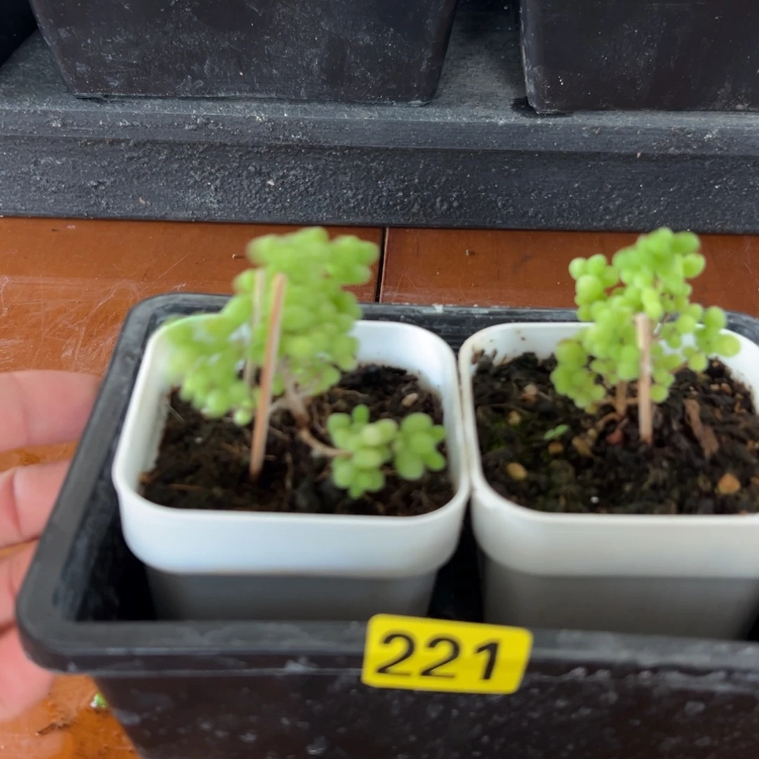 枝干番杏多肉植物221