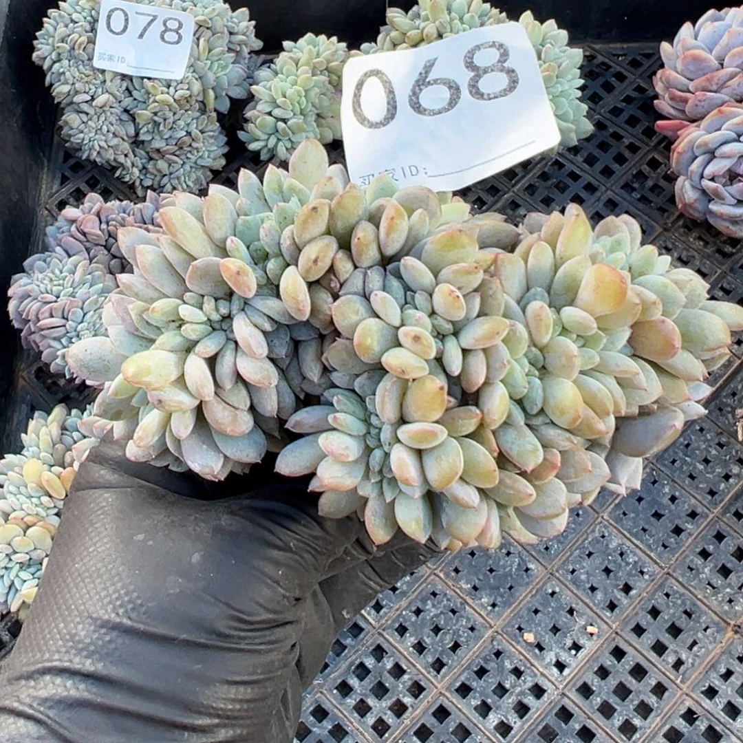 小树缀化呀呀呀呀呀呀呀呀