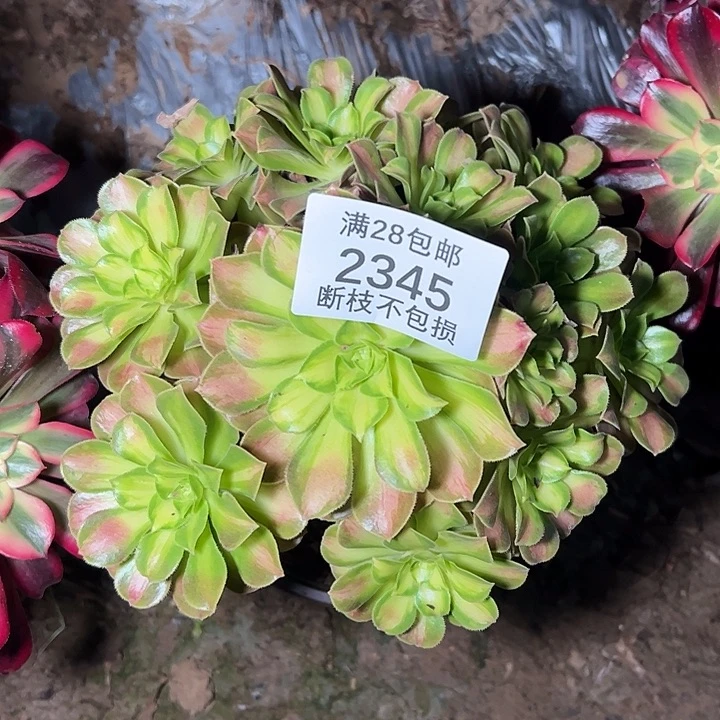 2345韶华多肉植物