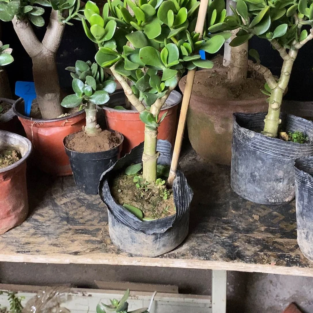 青叶玉树一物一拍