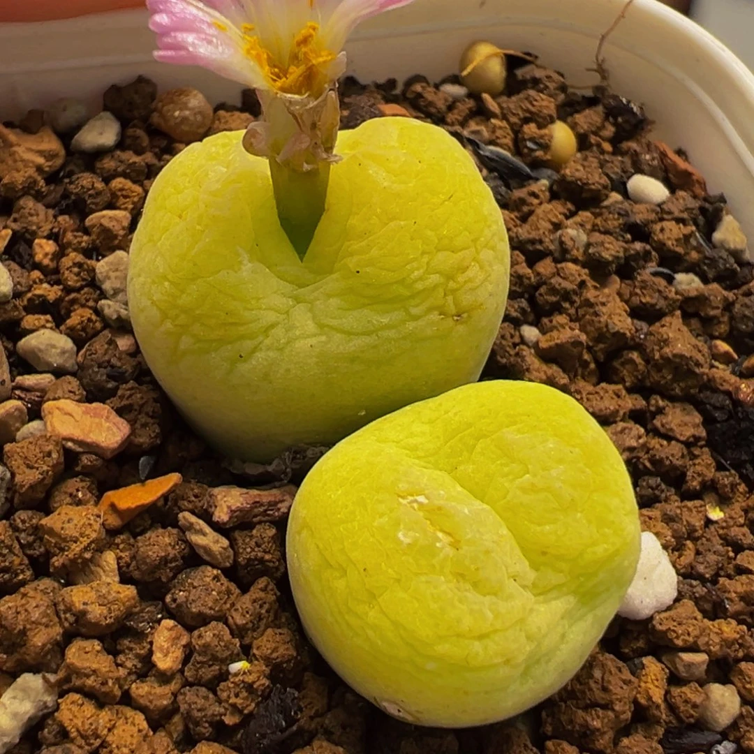 652多肉植物种类和
