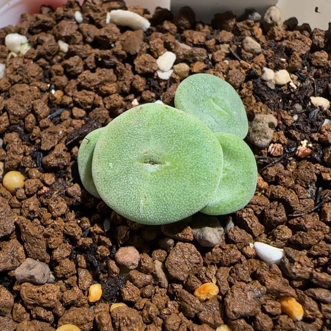 肉锥多肉植物组合-毛纽扣1148
