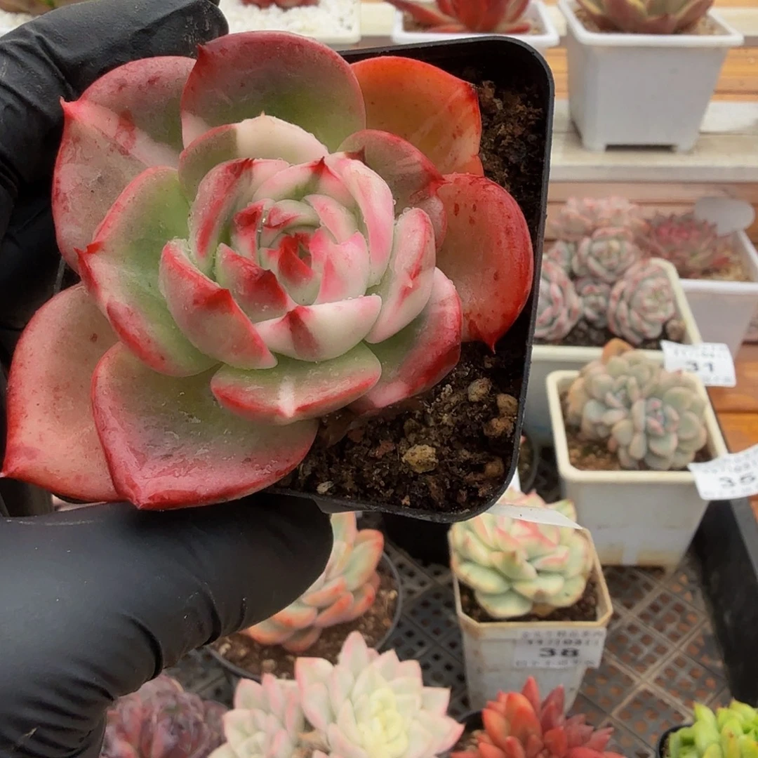 1103-39斯塔勃斯锦