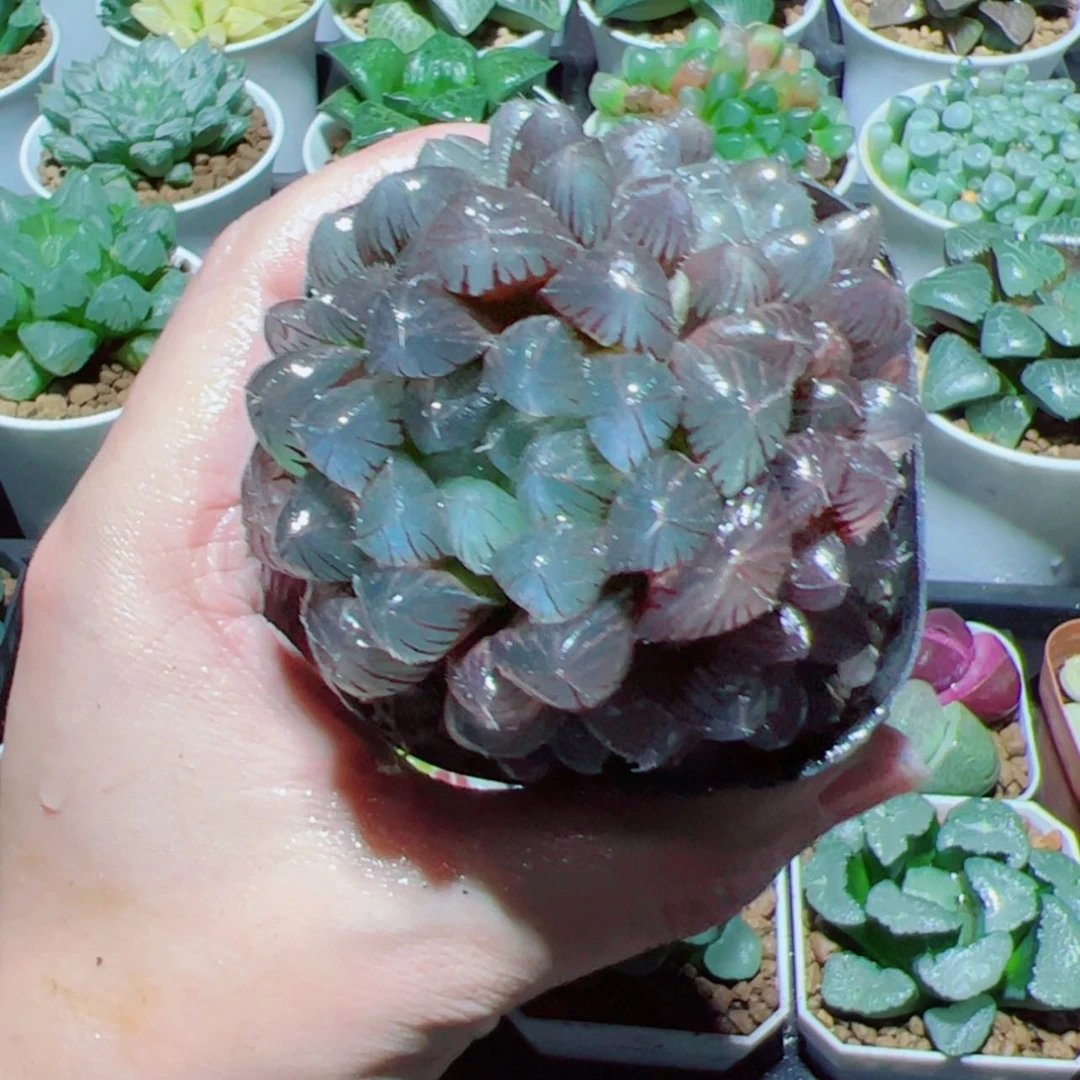 【闪购商品】多头紫水晶