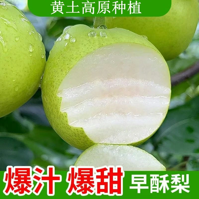 【砀山直发】砀山青梨【翠冠梨】新鲜当季蜜梨批发南方皮薄汁多现摘脆