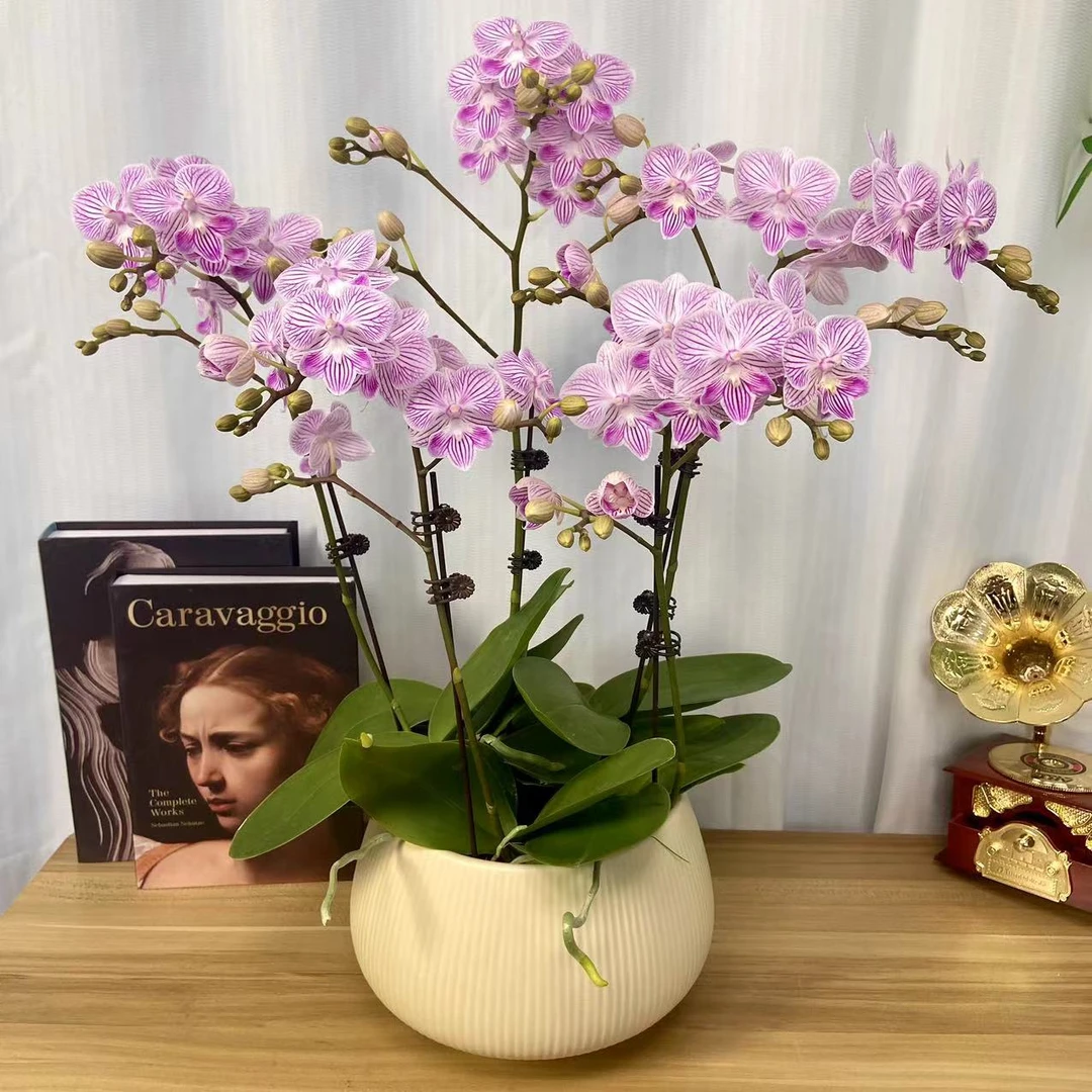 年宵花《小可爱》精品组盆蝴蝶兰开花带花苞鲜花浪漫蝴蝶兰