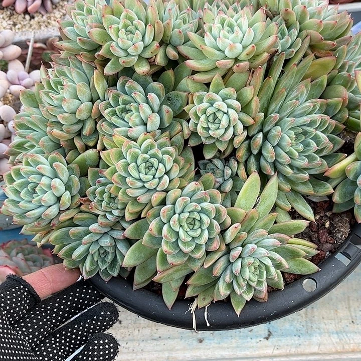 多肉植物一物一拍