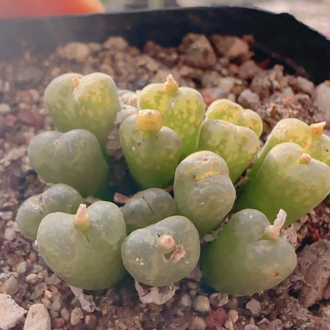 【闪购商品】21283