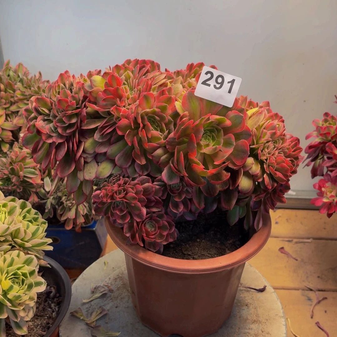 多肉法师万白缀291