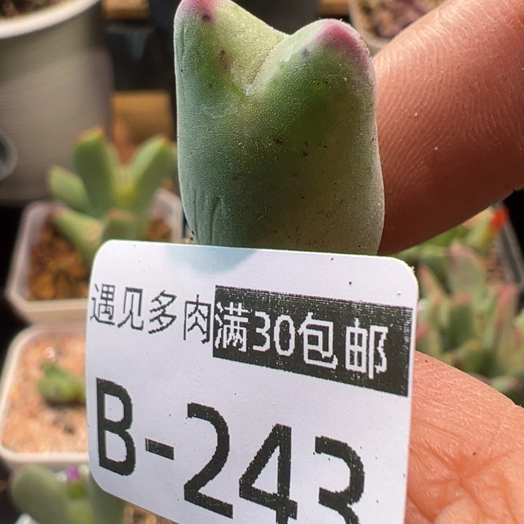 sh458 多肉植物1111111111111